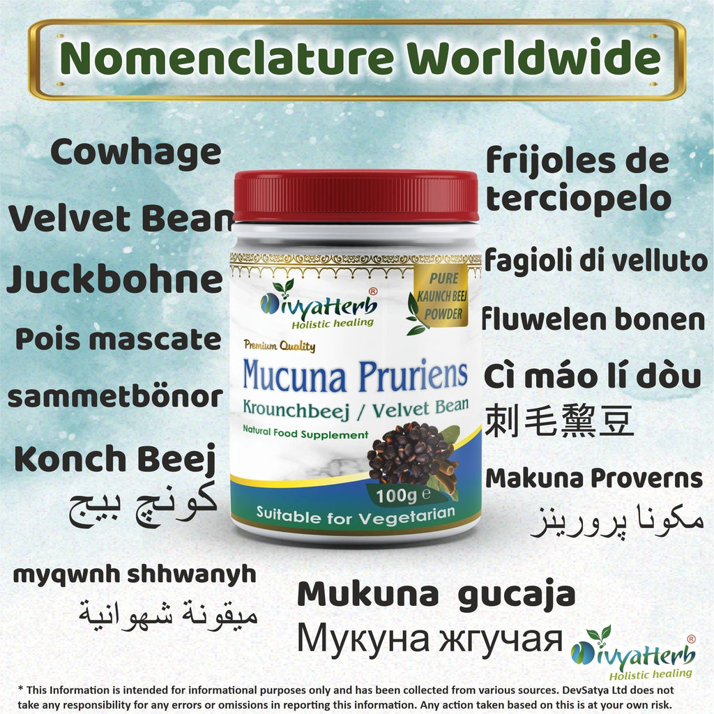 DivyaHerb Mucuna Pruriens Powder 100 gram - Daily Vitality Support-2