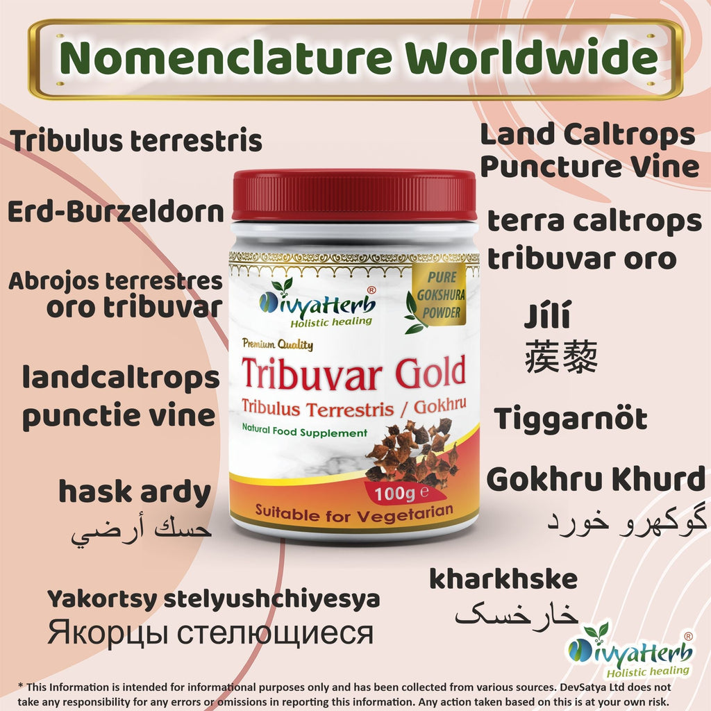 DivyaHerb Gokshura / Tribuvar Powder 100 gram - Natural Herbal Wellness-2